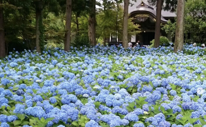 あじさい寺