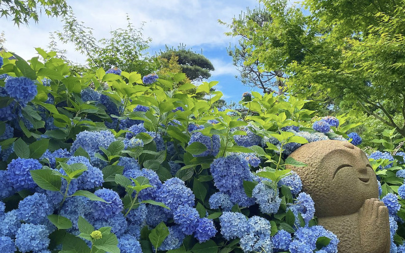 あじさい寺